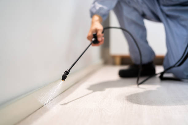 Certified termite inspector examining foundation in Walnut Creek